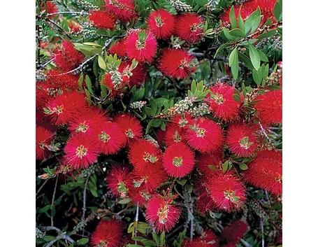 Callistemon citrinus splendes