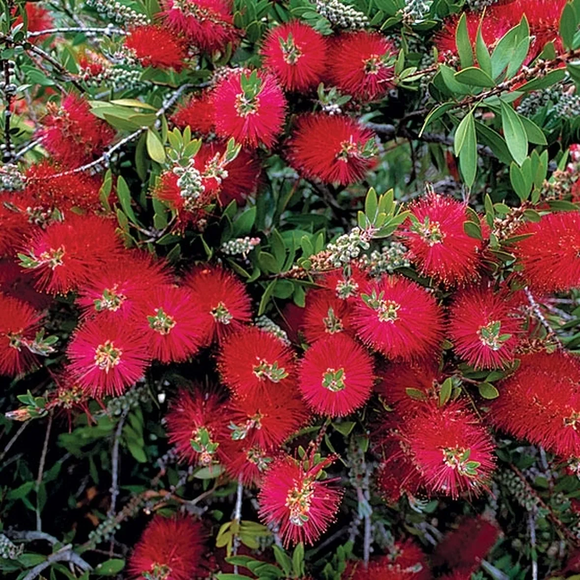 Callistemon citrinus splendes