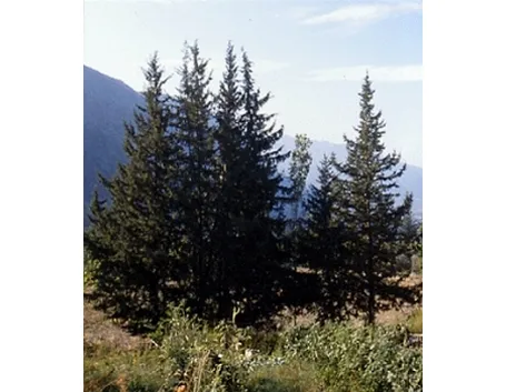 foto alberi