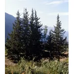 foto alberi