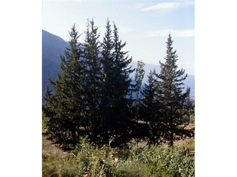 foto alberi