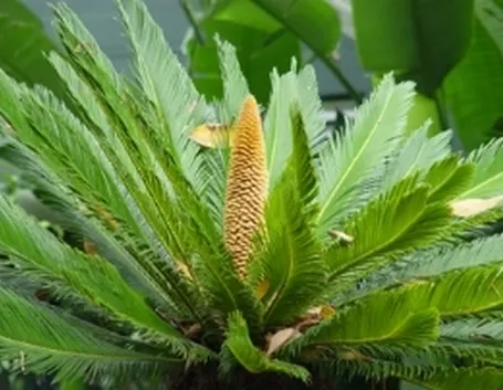 cono cycas