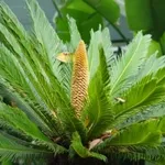 cono cycas