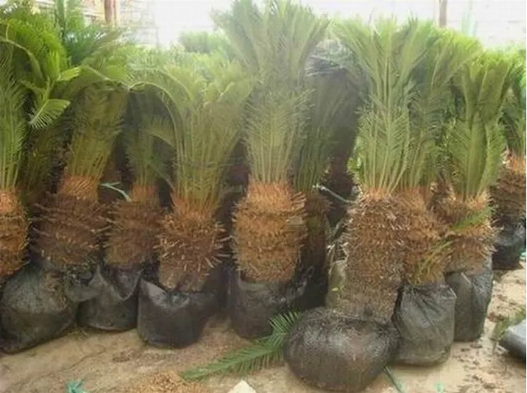 cycas