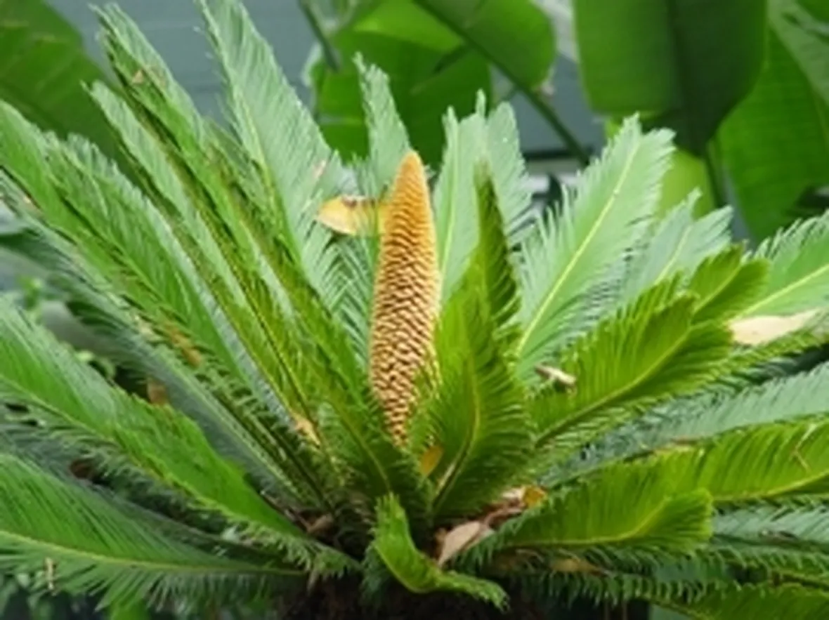 cono cycas