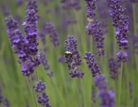 foto lavanda