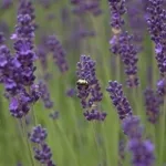 foto lavanda