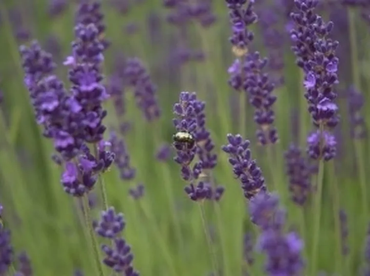 foto lavanda