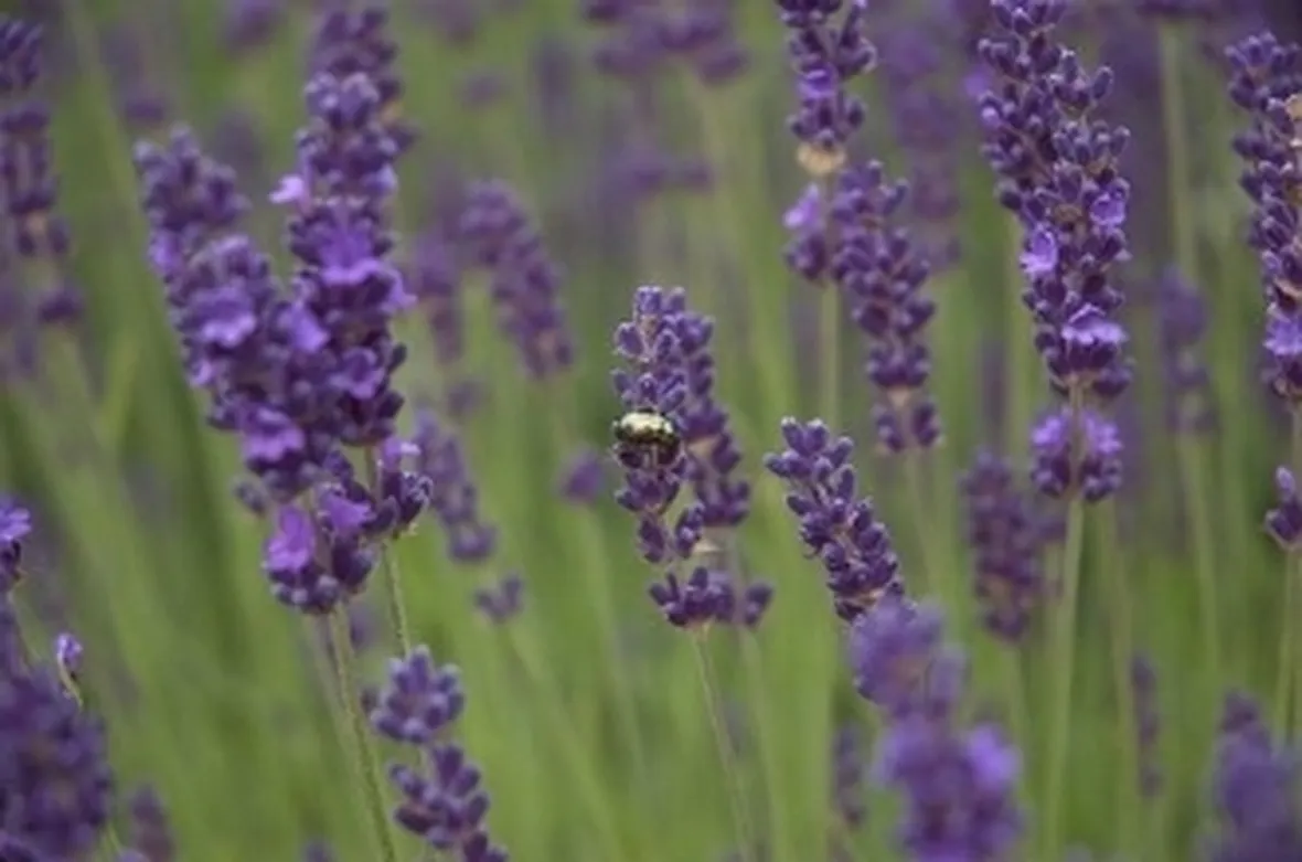foto lavanda
