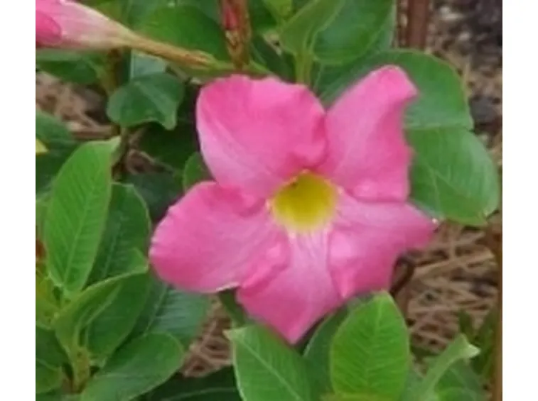 dipladenia