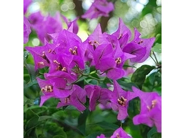 bougainville