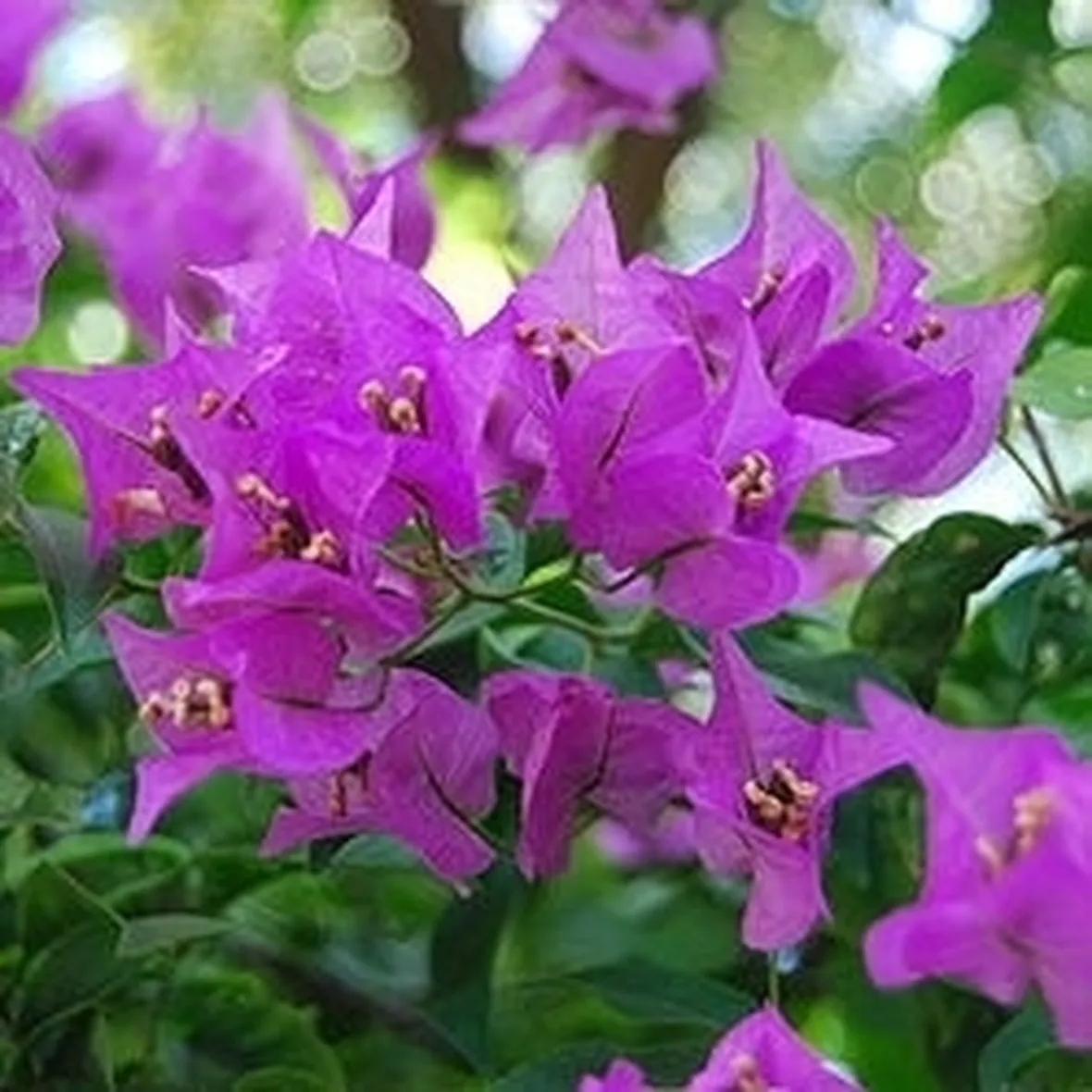bougainville