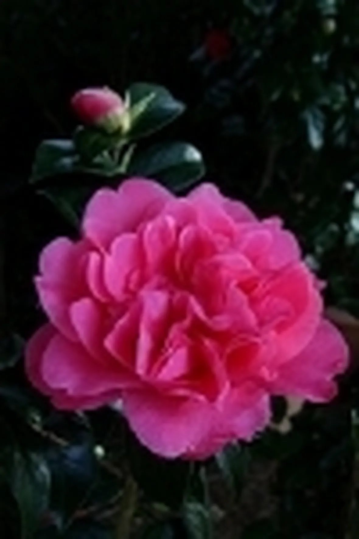 foto camelie