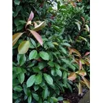 immagini photinia