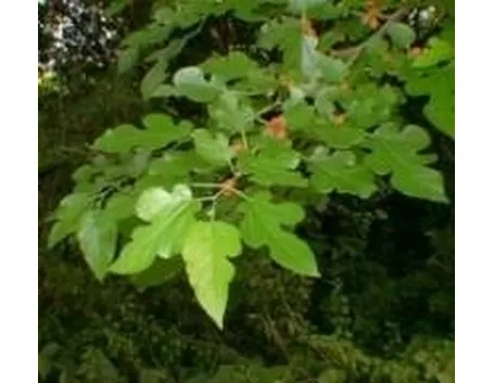 foto gelso