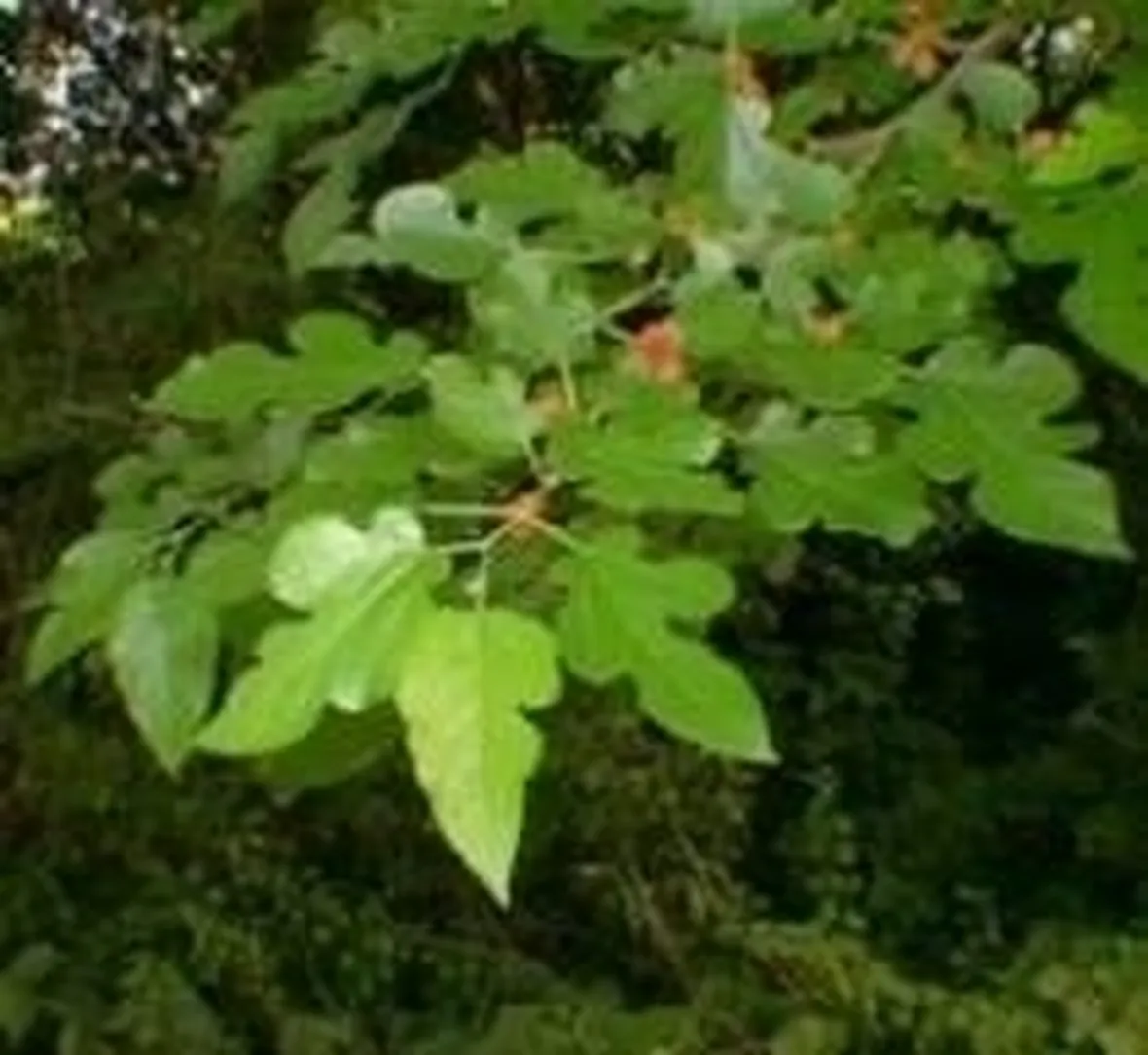foto gelso
