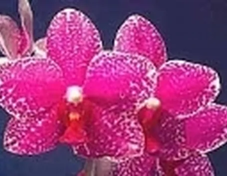 orchidee