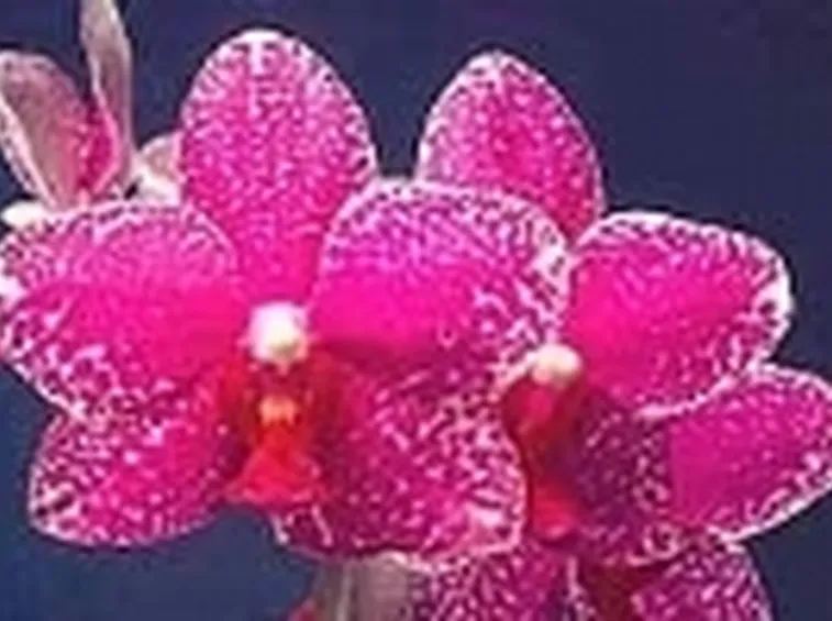 orchidee