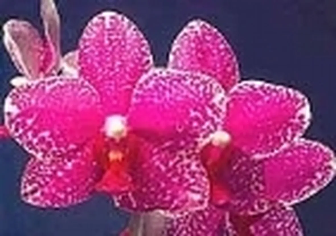 orchidee