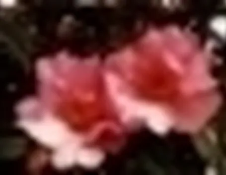 foto camelia