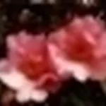 foto camelia