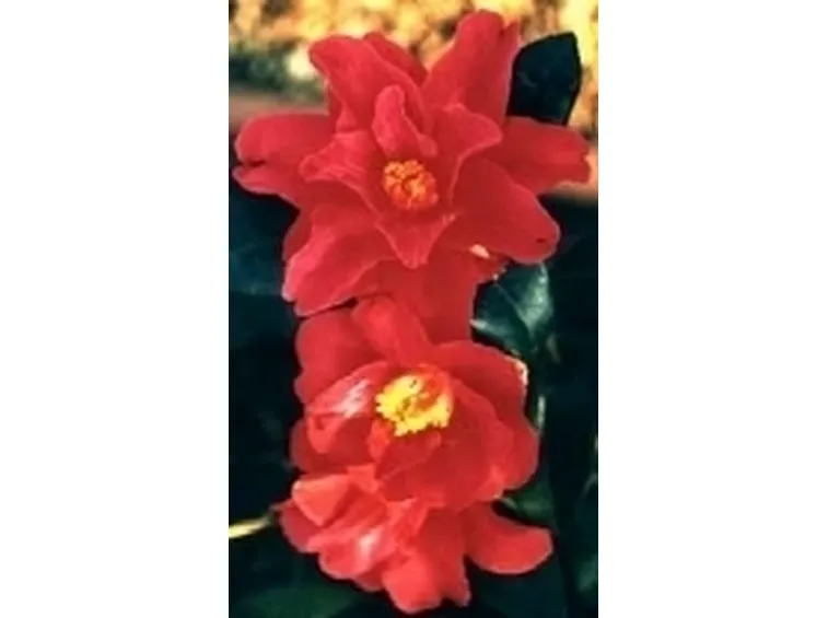foto pianta camelia