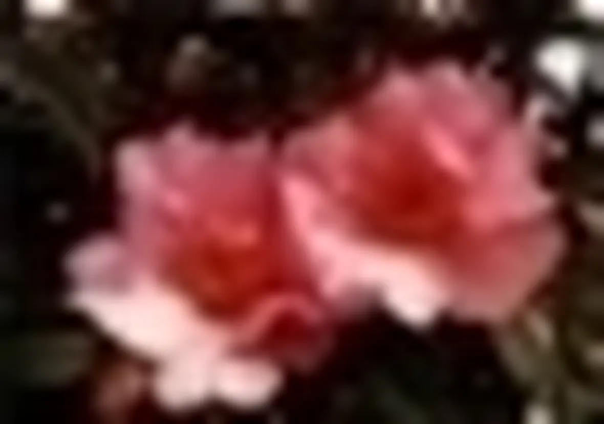 foto camelia