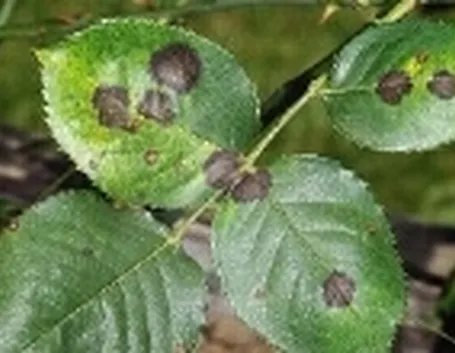 ticchiolatura