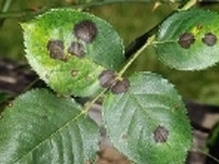 ticchiolatura