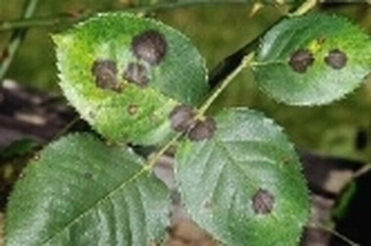 ticchiolatura