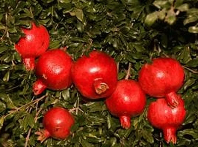 frutti melograno