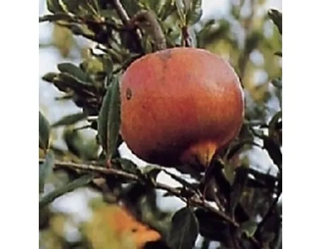 melograno