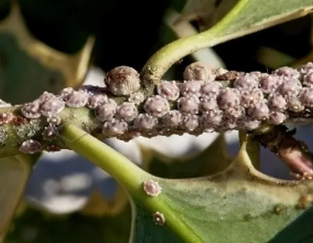 cocciniglia
