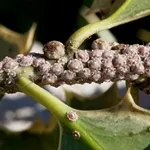 cocciniglia