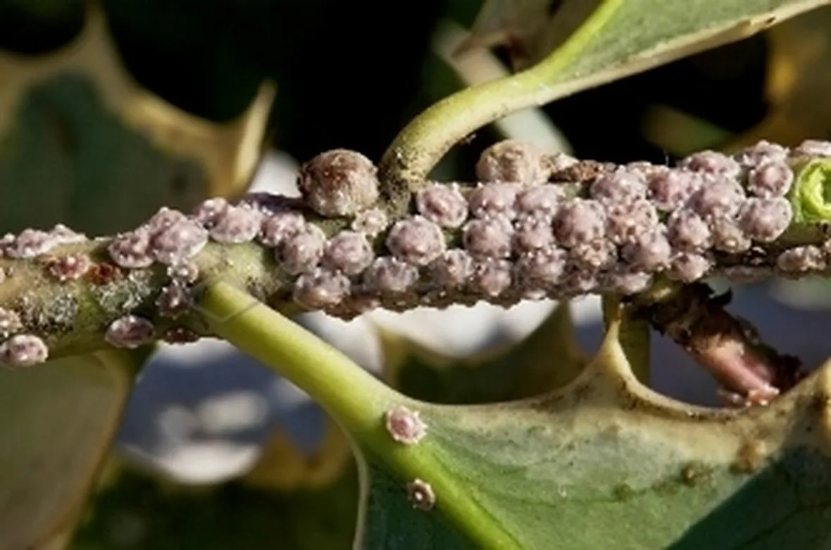 cocciniglia