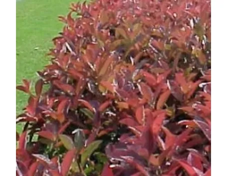 photinia