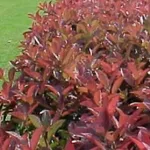 photinia