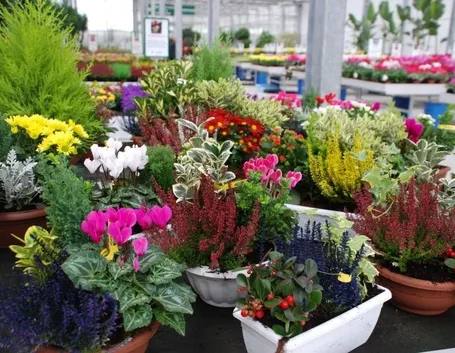 Selezione di fiori da esterno