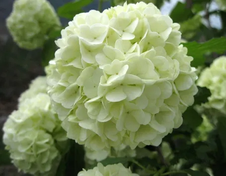 Specie di Viburnum Opulus