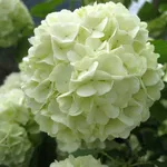 Specie di Viburnum Opulus