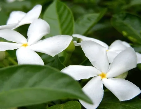 Pianta gelsomino