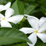 Pianta gelsomino