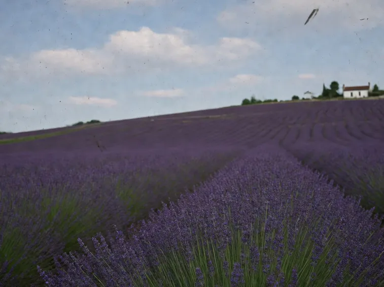 Distesa di lavanda