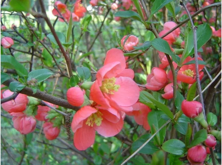 Fiori del cotogno giapponese