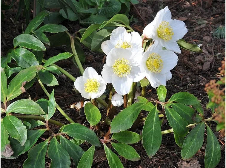 Helleborus Niger in fiore