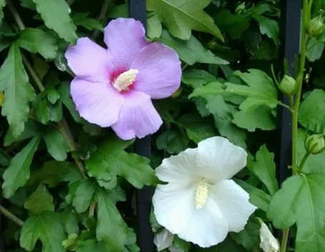 fiori da giardino