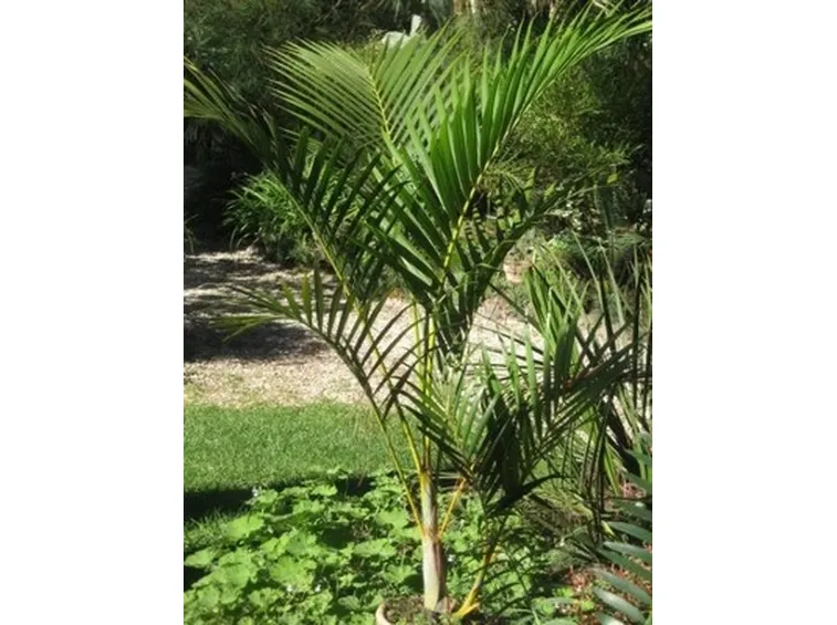pianta da giardino