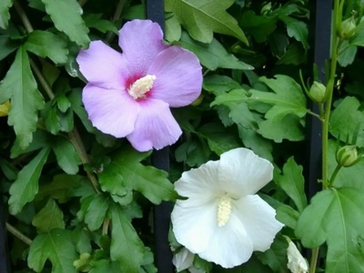 fiori da giardino