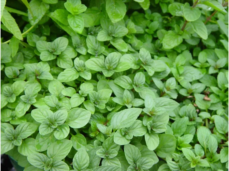 menta antizanzare