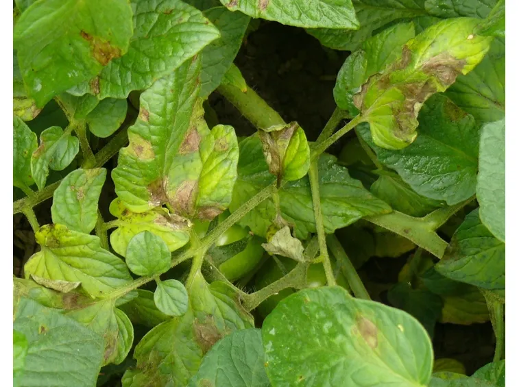 Peronospora sul pomodoro